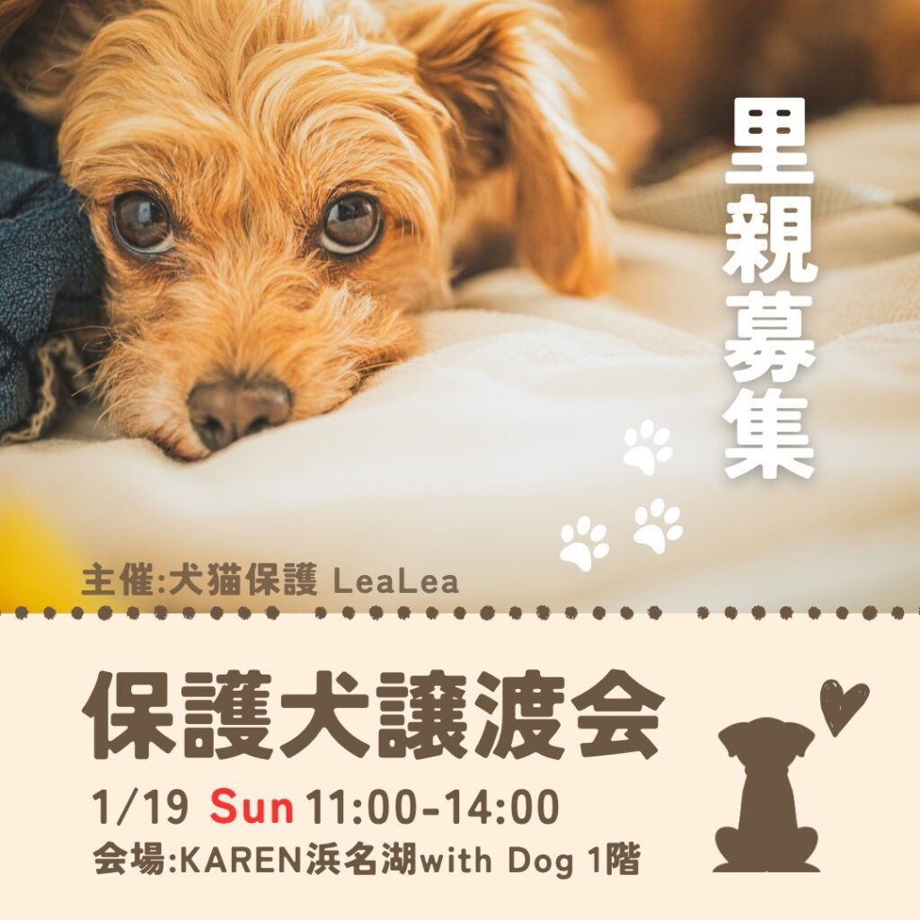 保護犬譲渡会の開催