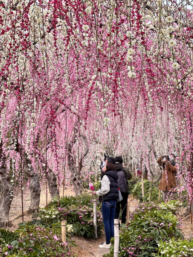 わんちゃんと楽しむ春の梅園